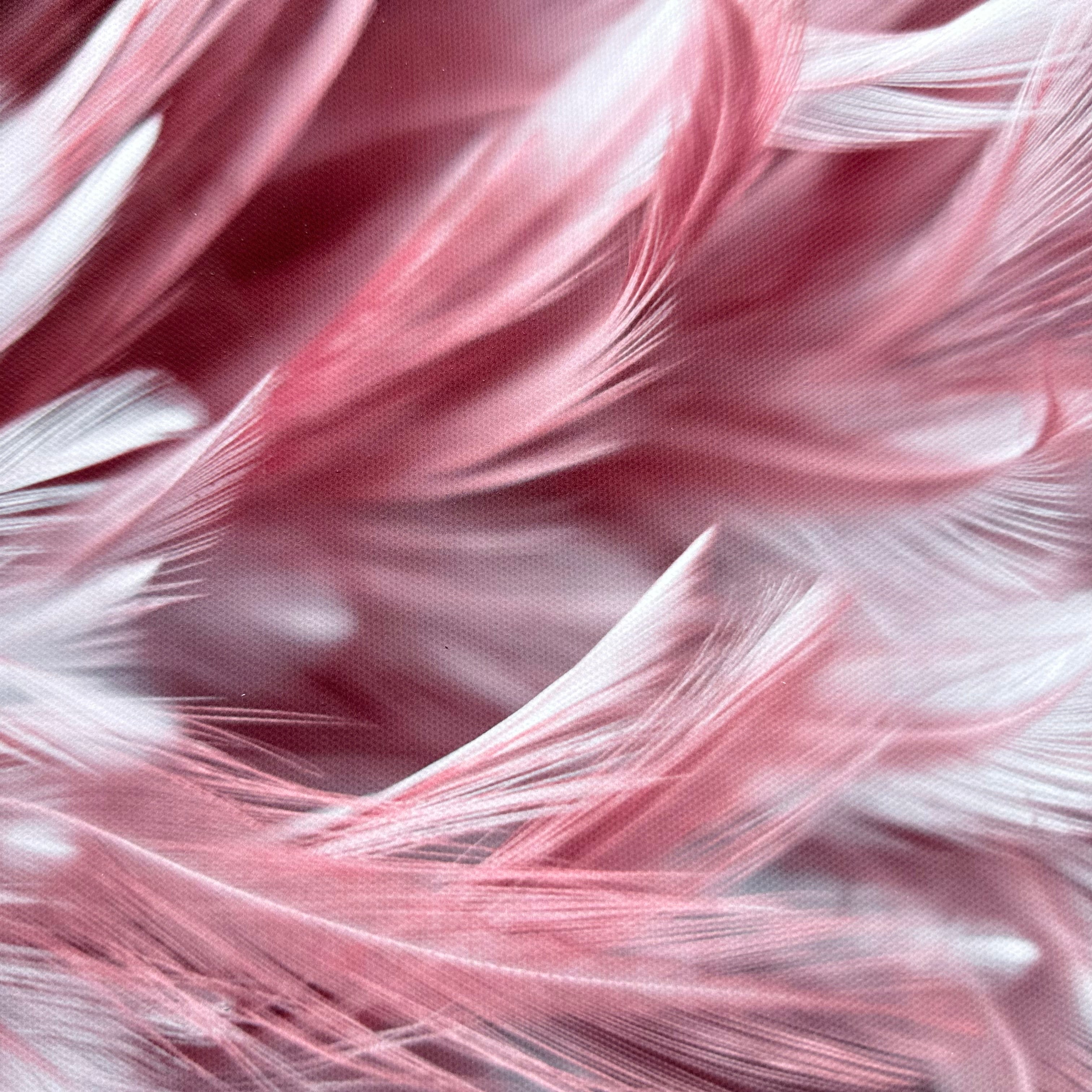 Dusky Pink Feathers Canvas Photography Background - Eliza Henri