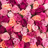 Rose Bloom Flower Wall Canvas Photography Background