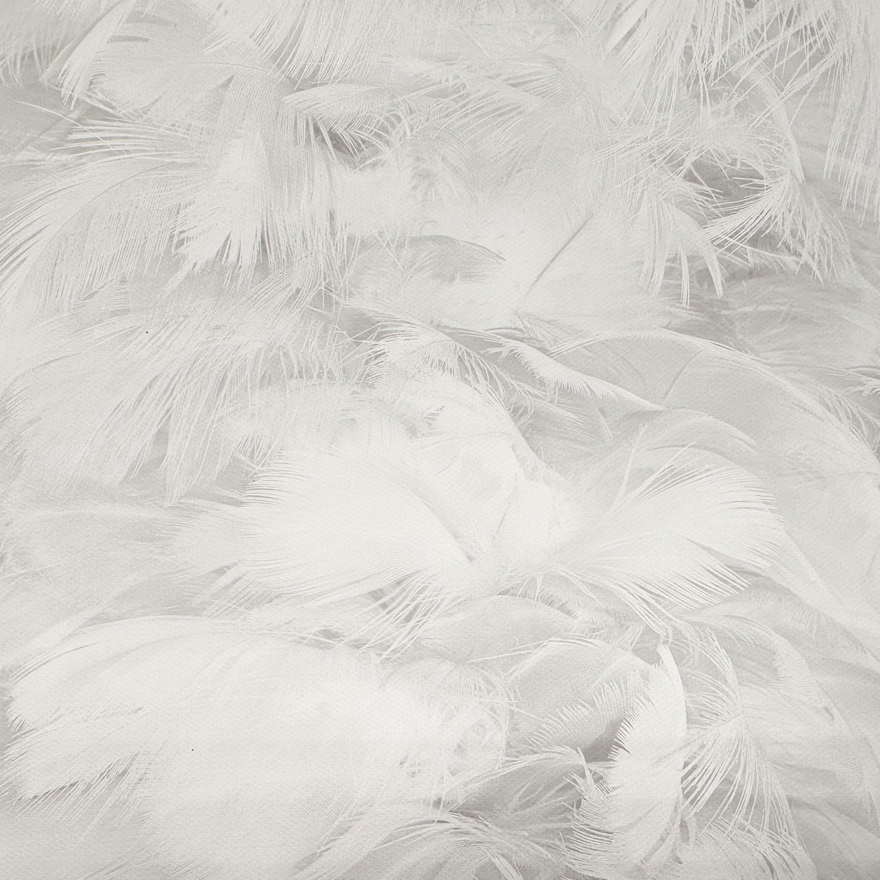 Pure White Feathers Canvas Photography Background - Eliza Henri
