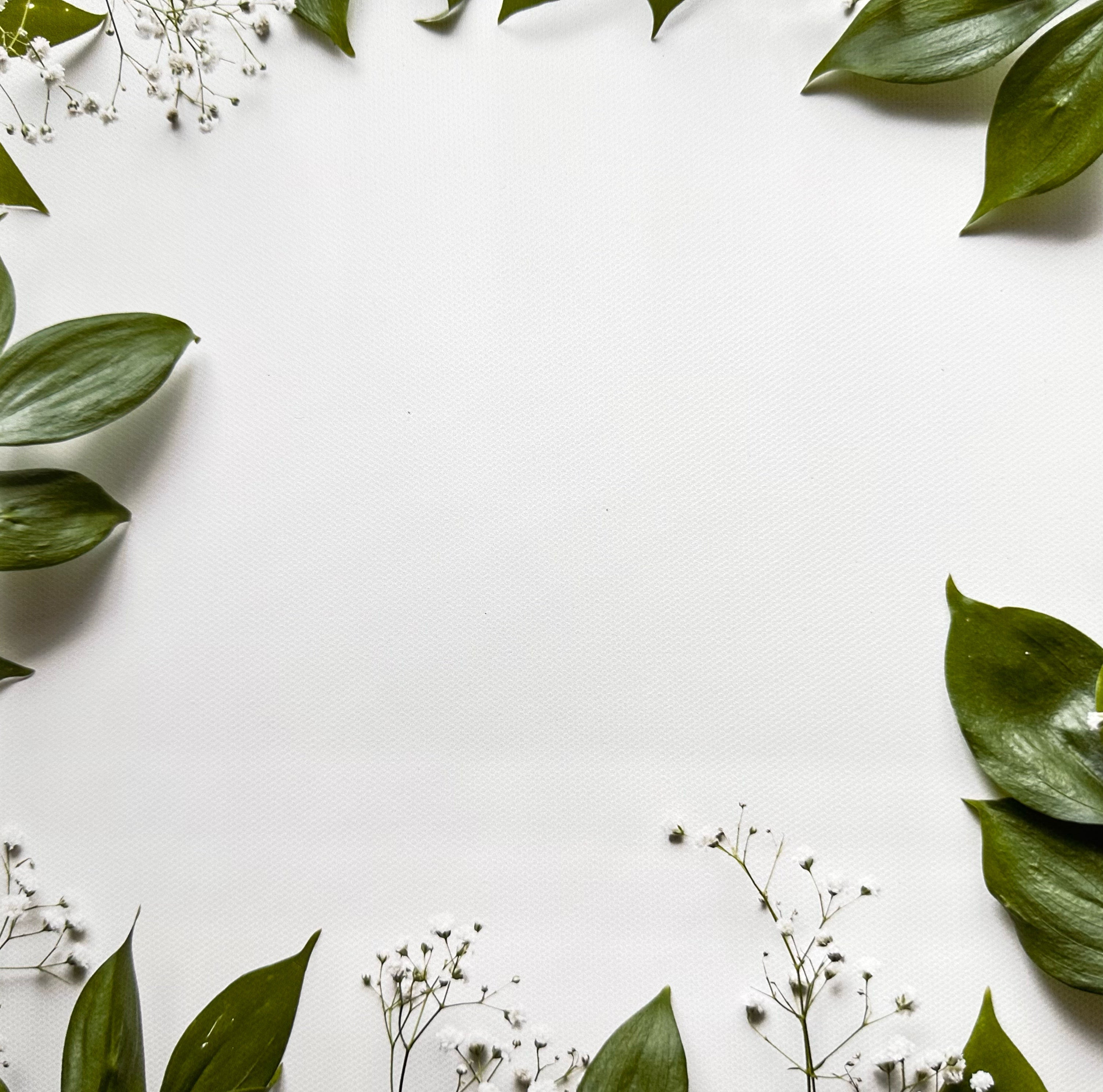 Foilage on White Canvas Photography Background - Eliza Henri