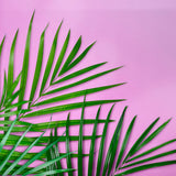 Pink Tropical Canvas Photography Background