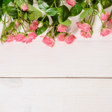PRETTY PINK BLOOMS CANVAS/PVC PHOTOGRAPHY BACKGROUND