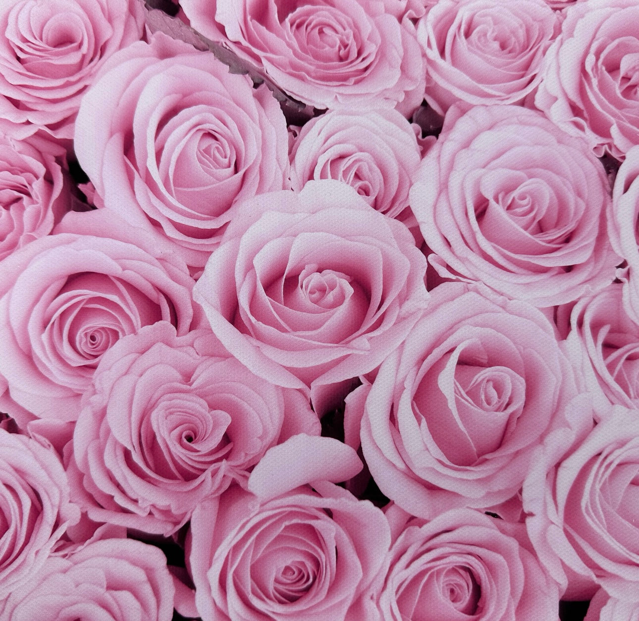 Soft Pink Roses Flower Wall Effect Canvas Photography Background - Eliza Henri