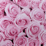 Soft Pink Roses Flower Wall Effect Canvas Photography Background - Eliza Henri