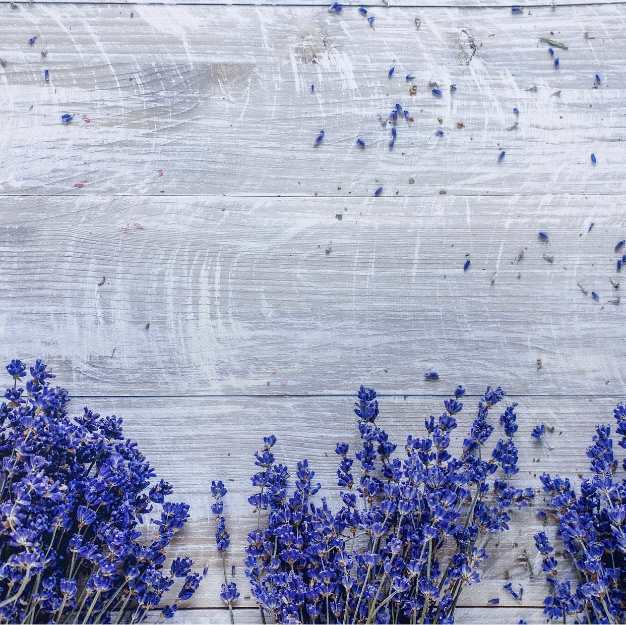 Lavender Border Wooden Canvas Photography Background - Eliza Henri